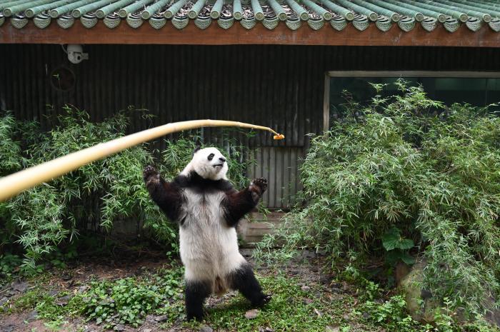 探訪廣州動物園大熊貓守護(hù)人的日常