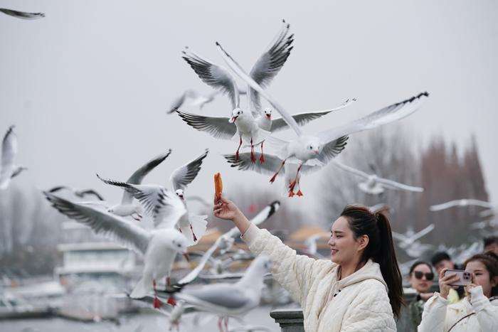 “春城”昆明迎降溫 游客觀(guān)鷗熱情不減