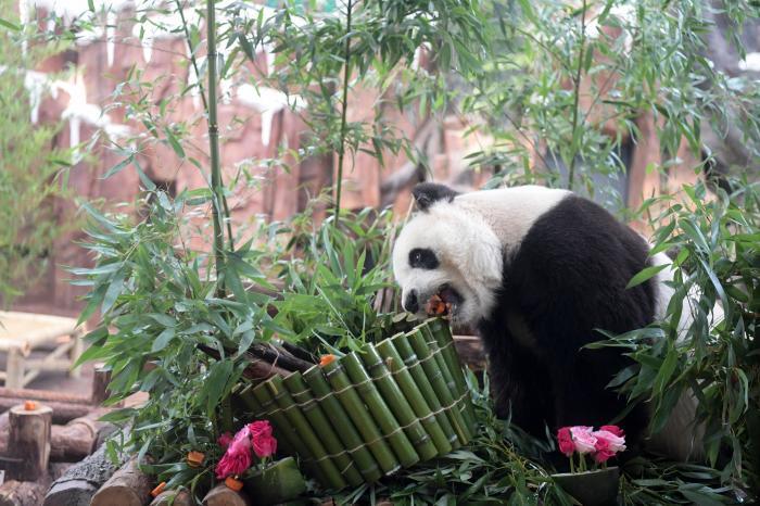 濟(jì)南動(dòng)物園大熊貓“華奧”迎來17歲生日