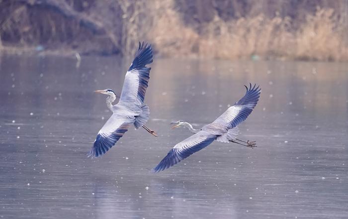 鷺鳥(niǎo)翩躚起舞迎新春