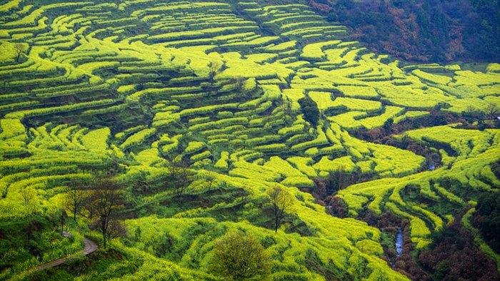 菜花盛開(kāi)金黃鋪滿(mǎn)大地